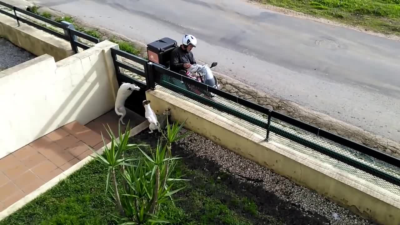 Excited Dogs Really Want To Play With Mailman