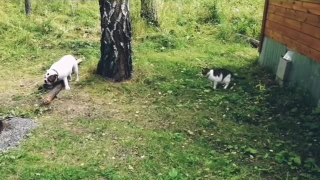 Dogy Eating and an Evil Cat Looking at him