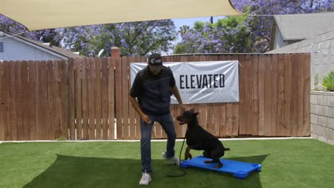DOG TRAINING LESSION-4