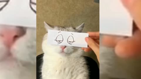 Very Funny Cats