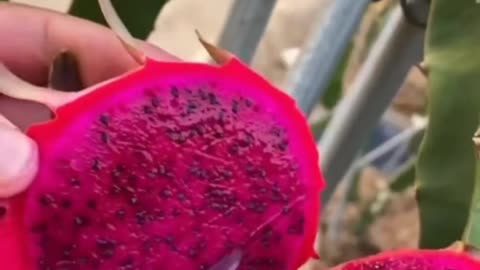 😍🍇🥭Farm Fresh Ninja Fruit Cutting (Desi Satisfying Fruit Ninja) 🍇🥭Fruit Ideas | Amazing Fruits 😍🍇