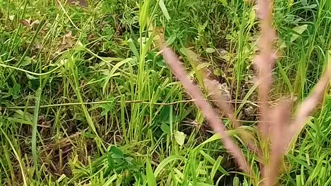 Green Grass