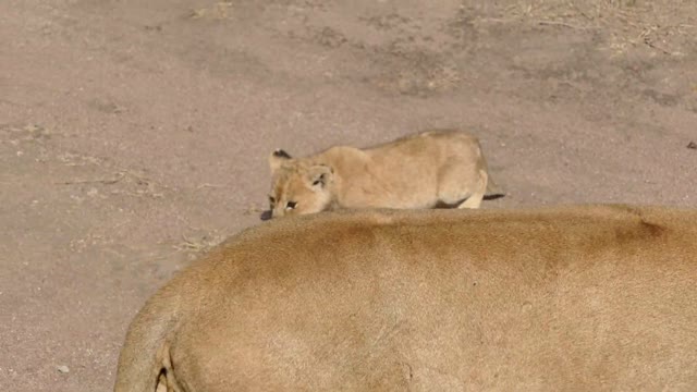 really cute baby lion cubs talking with mom