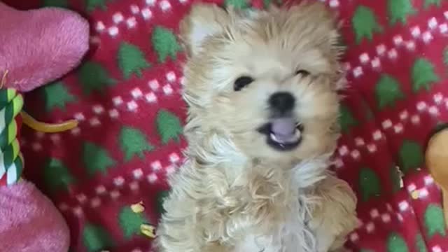 #Dogs & Puppies lovely puppy :) i am a bear