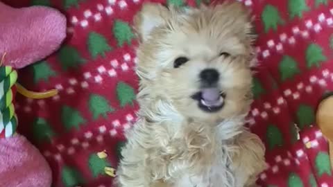 #Dogs & Puppies lovely puppy :) i am a bear