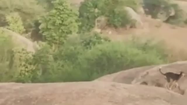 Leopard attacks on dog - shocking video - Part 2_Cut.mp4