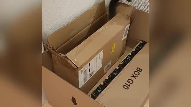 Cats hide and seek