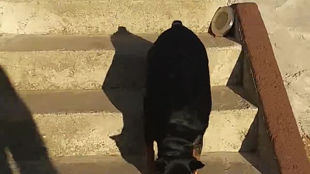 German shephard fighting dog with owner