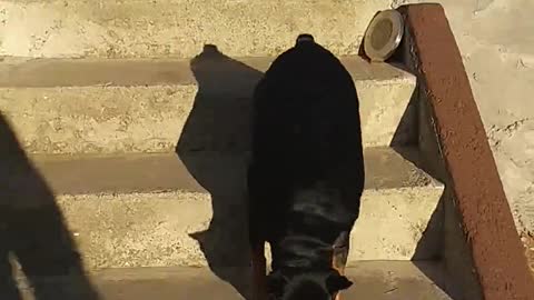 German shephard fighting dog with owner