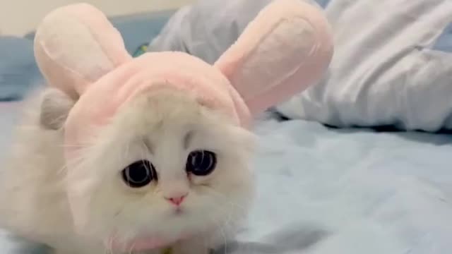 So cute cat baby