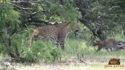 Leopard Mom and Cub