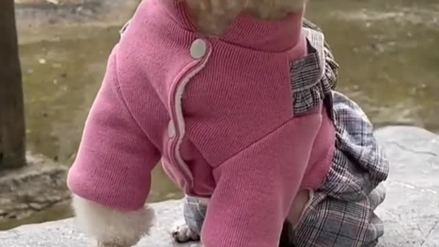Baby dogs _ Cute and Funny Dogs Videos Compilation 2021_ Part _2 #shorts _Cute animals videos