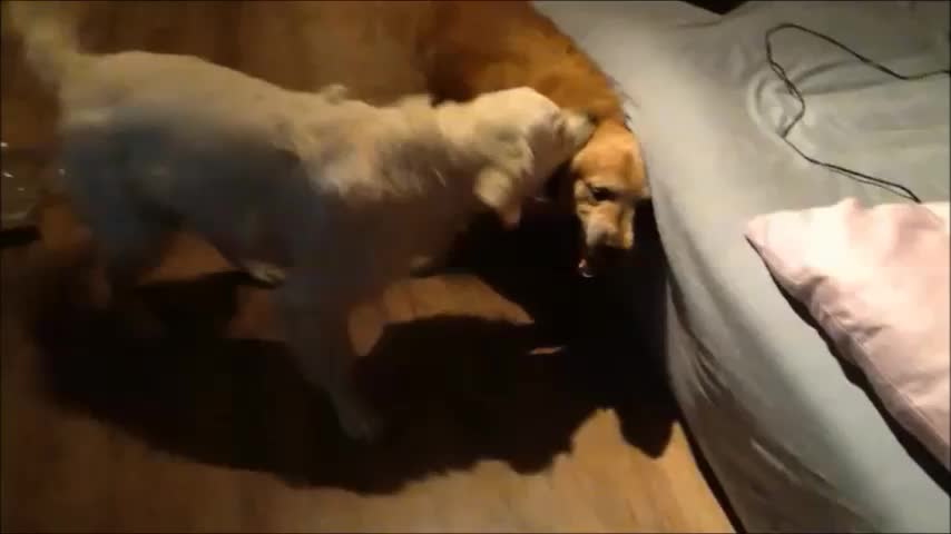 Father and son Golden Retrievers play together