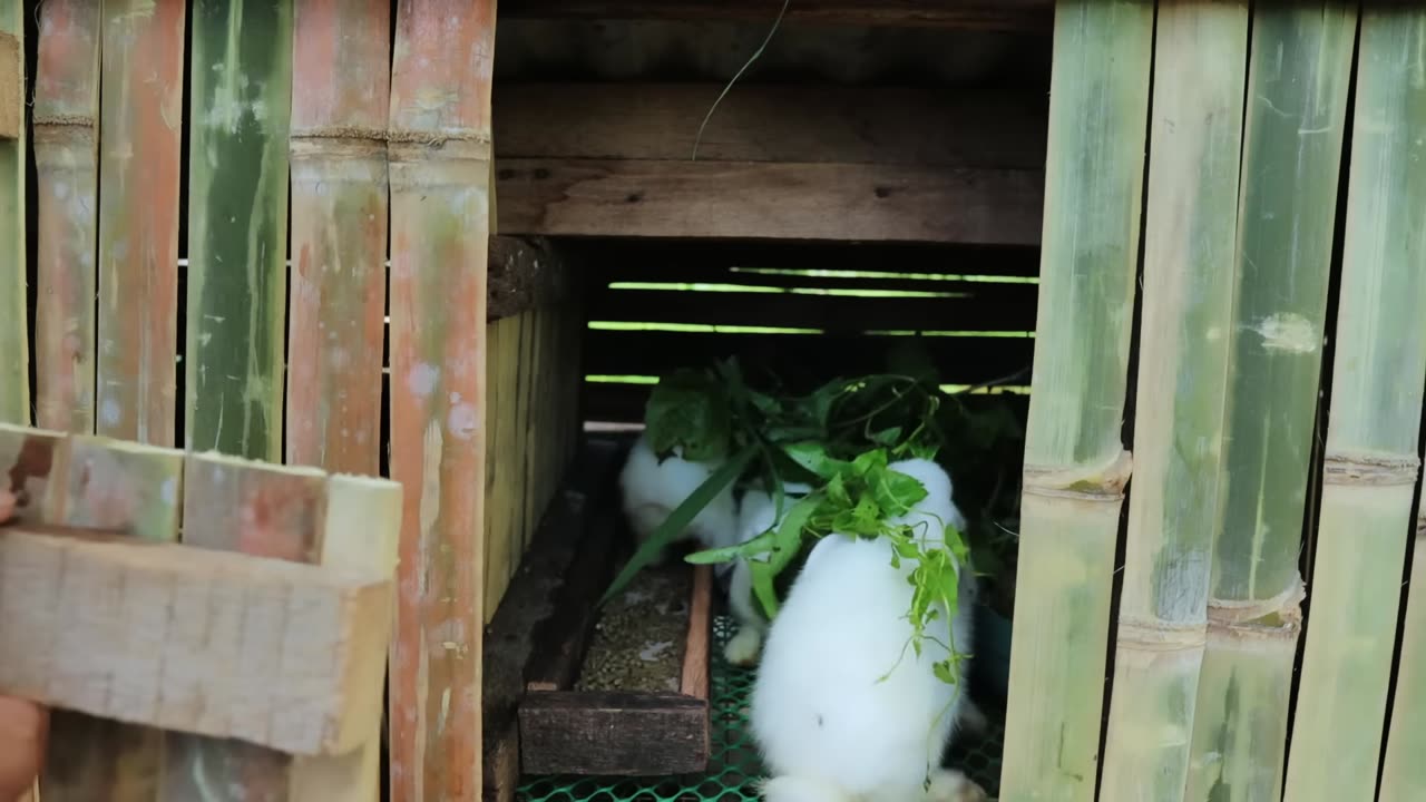 Catfish Harvest, Millions of Profit Successful Techniques for Breeding Catfish and Raising Rabbits!