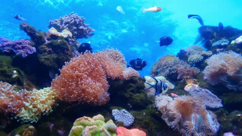 Marine Life Of Fishes Underwater