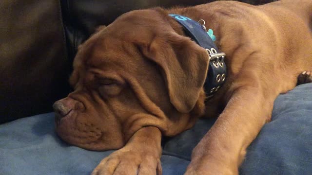 Mastiff Dog Snoring