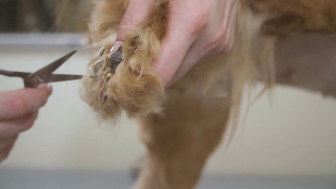 Groomer cuts fur at dog's paw