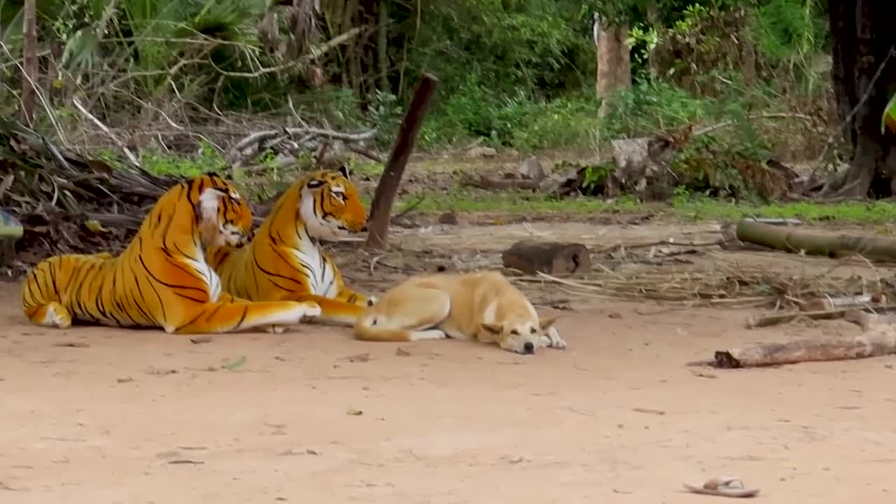 Fake Tiger Prank Dog and How can I Stop laugh *new fun*