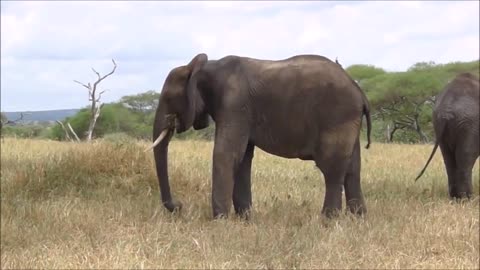 Happy Elephants