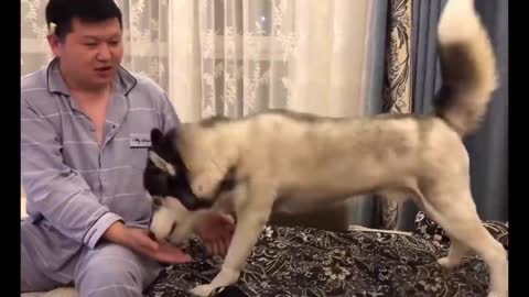 Funniest Animals - Best Of The 2021 Funny Animal Videos #85