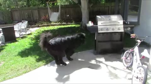 Clever Dog Finds Toddler Hiding In Backyard