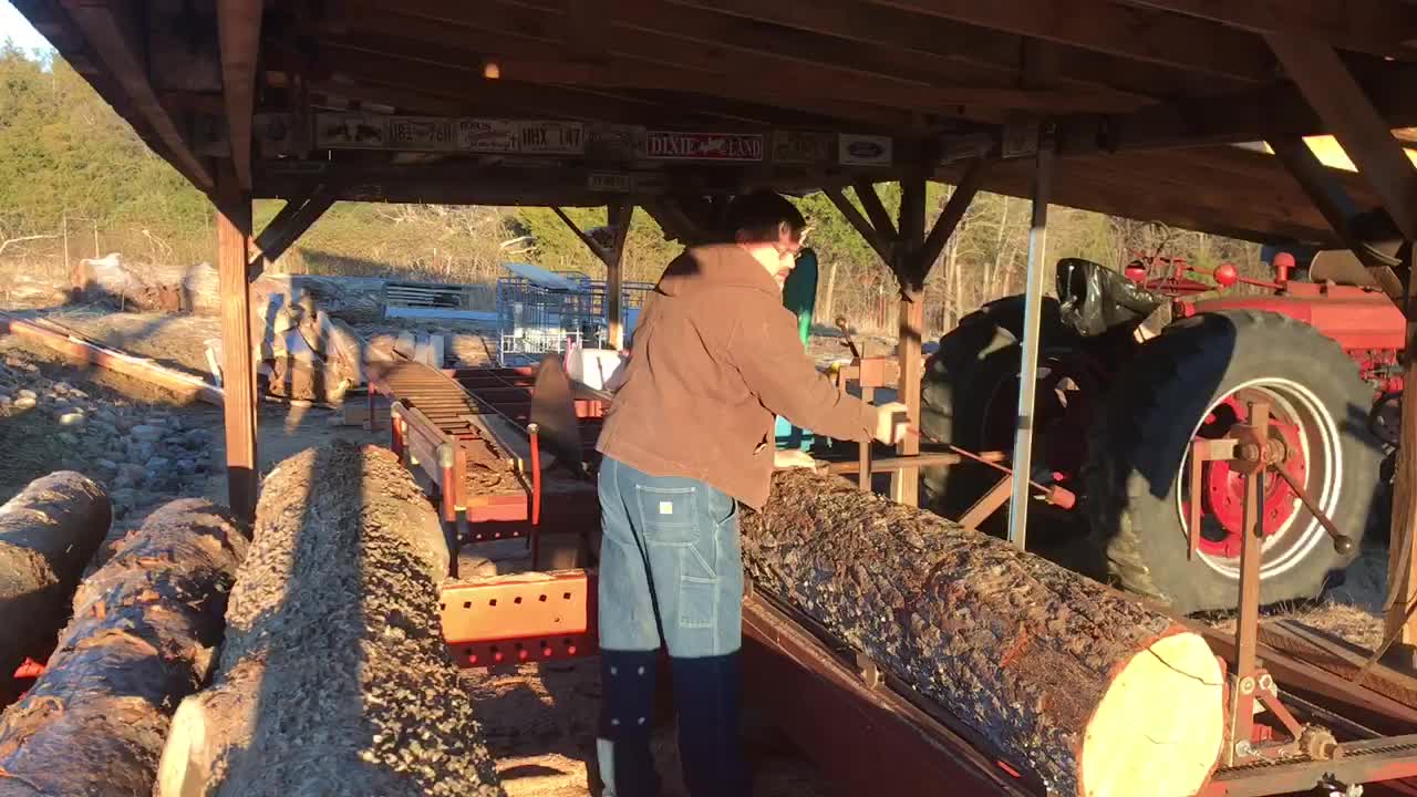 Sawing an Oak log for a neighbor