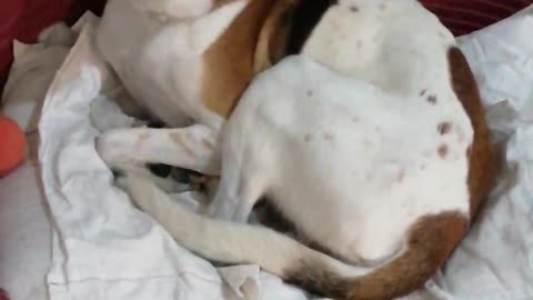 MY THOUGHT PUPPY