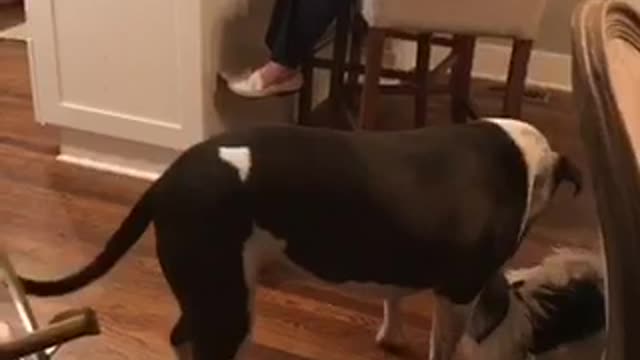 Tiny dog plays with huge dog