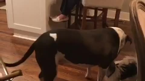 Tiny dog plays with huge dog