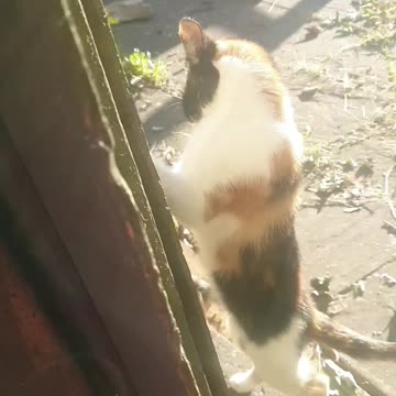 My beautiful cat standing against fence to get the sunny vitamin D😂