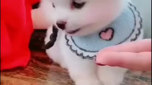 Baby Dogs Cute and Funny Dog Videos Puppy Dogs