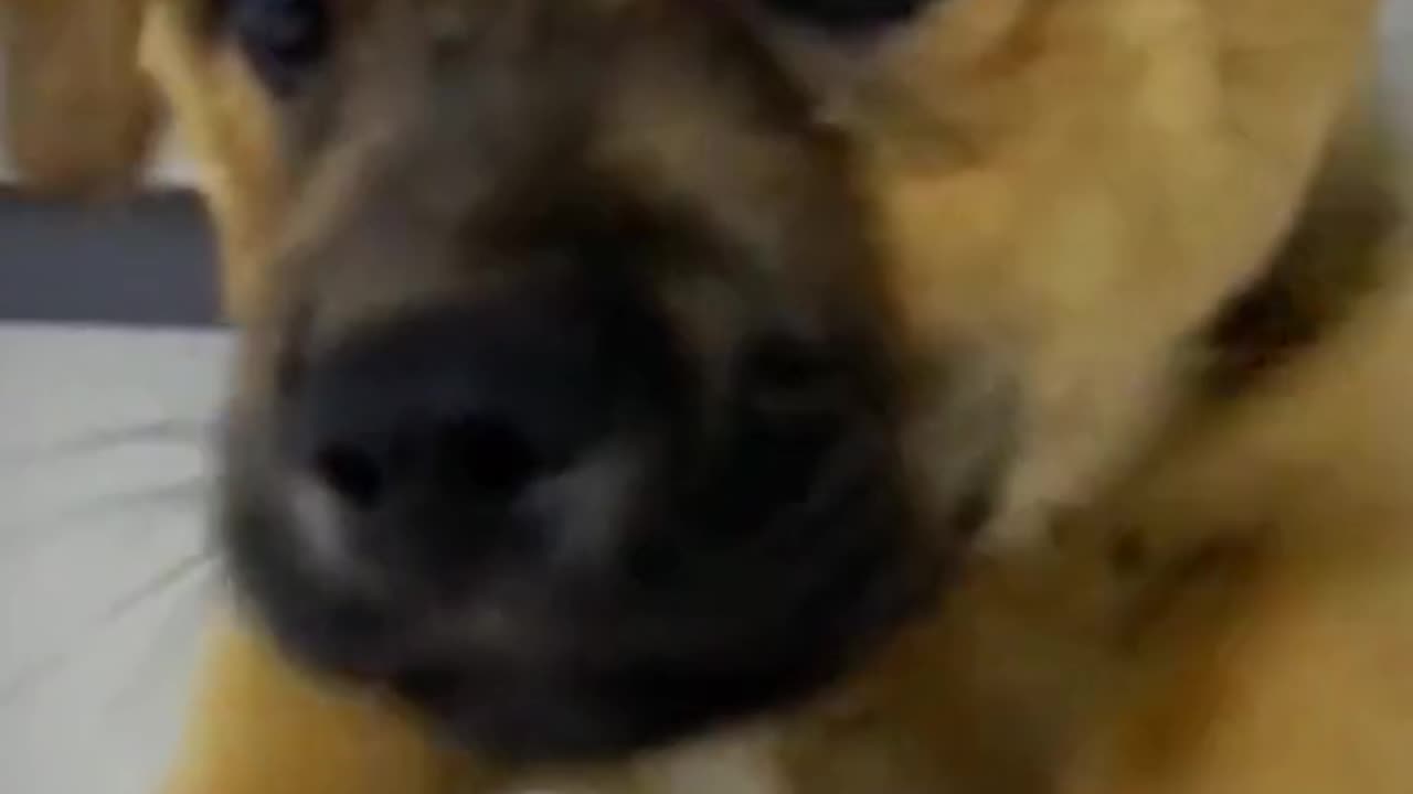 Dogš„°