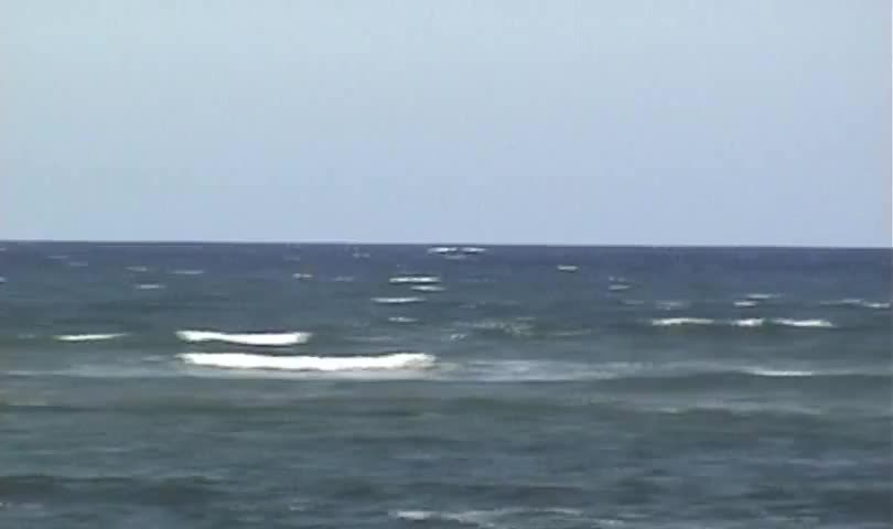 Whales Breach Near Beach