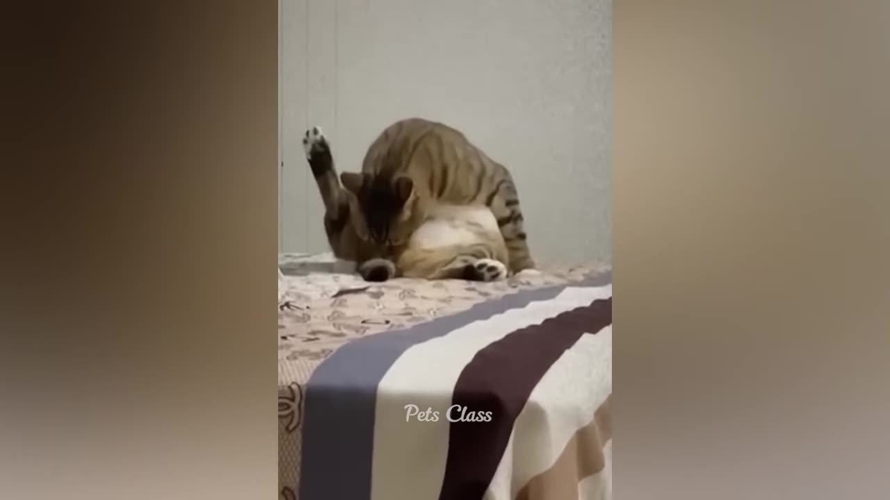 Try Not To Laugh Challenge - 😂Funny Cat compilation 2023😺