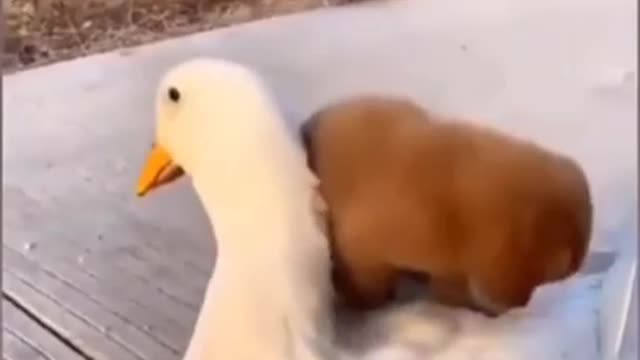 The Dog and Dick