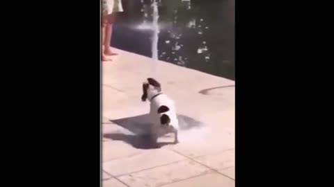 Refreshing dog