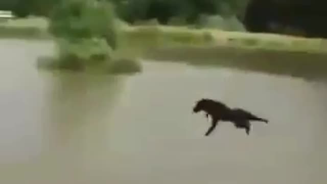 Flying Dog