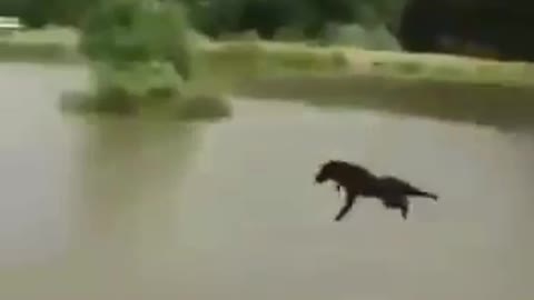 Flying Dog