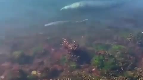 This is a beautiful and charming water-dwelling species