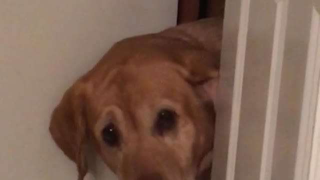 Dog opens white door and stares at owner