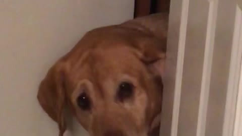 Dog opens white door and stares at owner