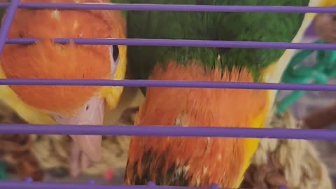 Comedy with Sun Conures.