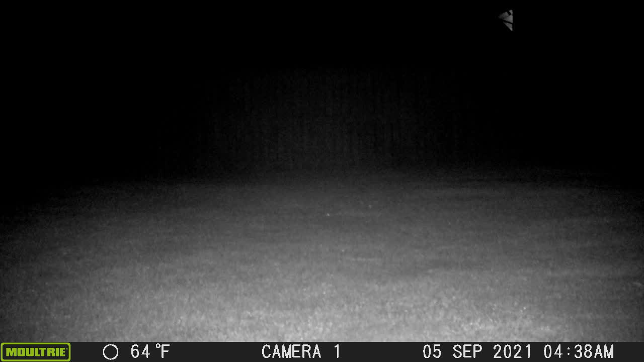 Coyote caught by camera - 5 Sep 2021 @ 0438