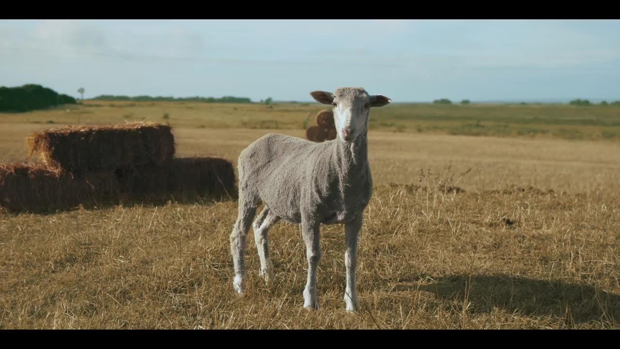 The Tragic Reality of Live Export Suffering