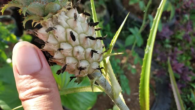 SMALLEST PINEAPPLE EVER