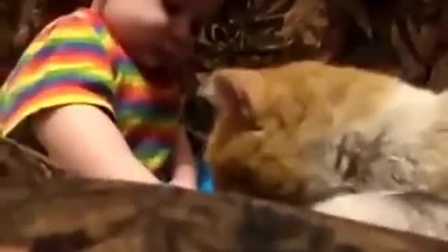 yt1s.com - Cat headbutt