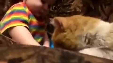 yt1s.com - Cat headbutt