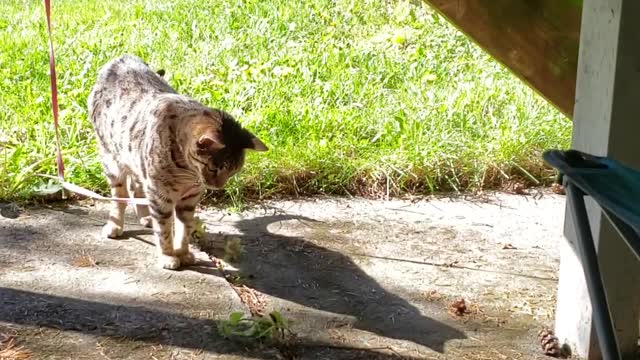 Cat vs. Caterpillar