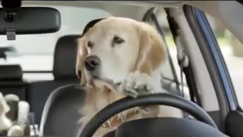 Perro conduciendo