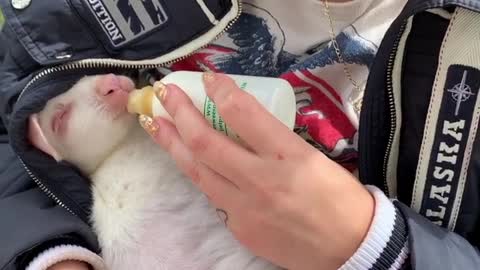 Bottle Time for Wallaby Joey